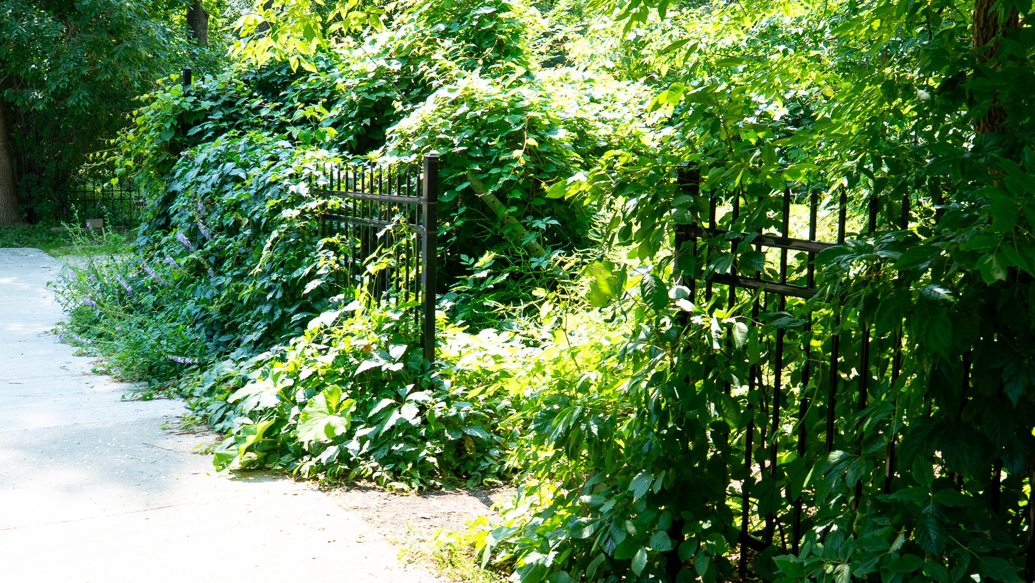 Narrow paved path bordered by dense green vines and an iron fence along the Riparian Forest Path